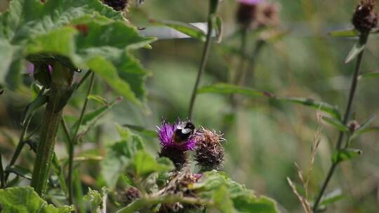 大黄蜂停在紫花上