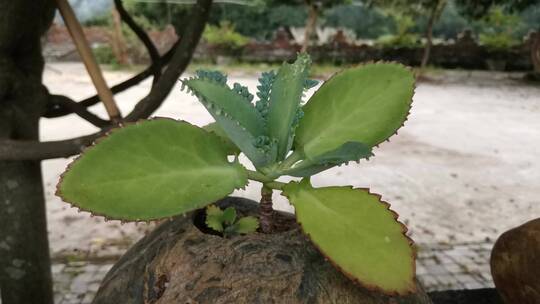 多肉植物特写