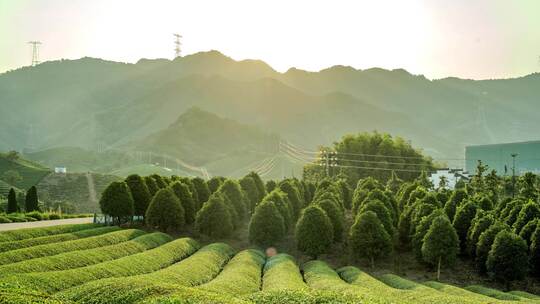 大山里的特高压输电工程与茶园田园风光