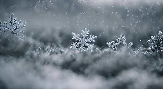 雪花特写雪景下雪天大雪纷飞白雪皑皑雪风景