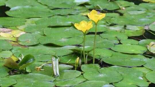 池塘中的睡莲 (3)