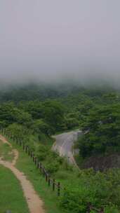 香港大帽山郊野公园，雾天云雾流动