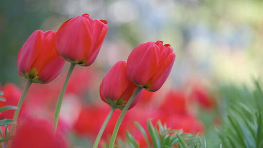 4k鲜艳的红色郁金香花盛开在户外
