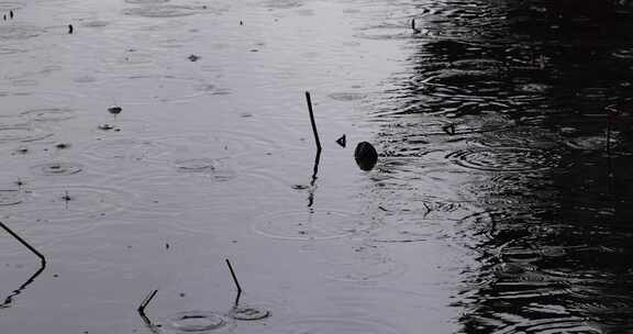 杭州西湖冬季雨天雨滴升格空镜