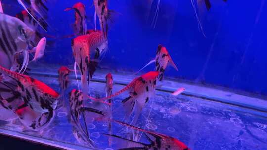 花鸟市场金鱼斗鱼热带鱼银龙鱼水族养鱼