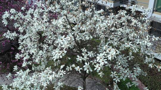 春天小区里盛开的花