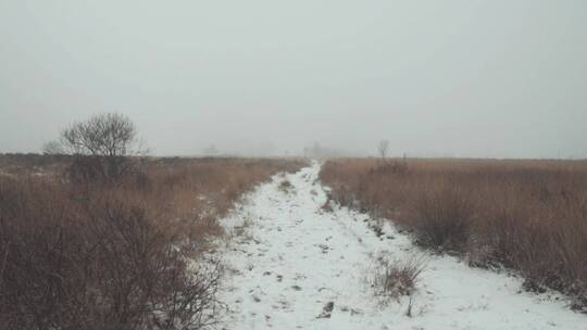 雾气弥漫的森林里的雪路