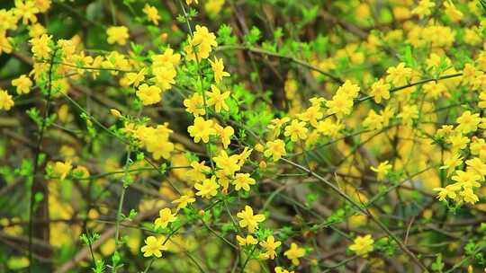 春天的嫩枝 迎春花 小黄花 日落 春风