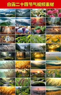 白露节气秋天风景露水露珠传统二十四节气高清在线视频素材下载