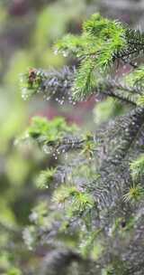 下雨天松树树叶特写唯美意境升格