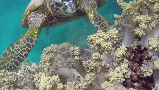 海底珊瑚礁爬行的海龟