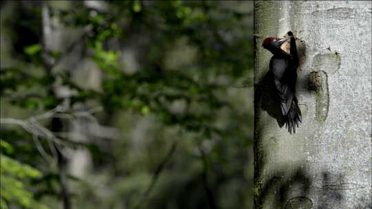 森林啄木鸟喂食