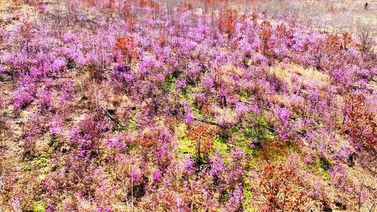 绽放在内蒙古火山岩上杜鹃花