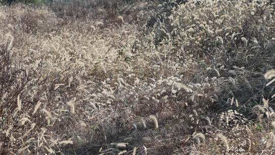 枯萎狗尾巴野草植物秋天风景慢动作实拍