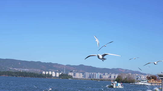 昆明海埂大坝看海鸥