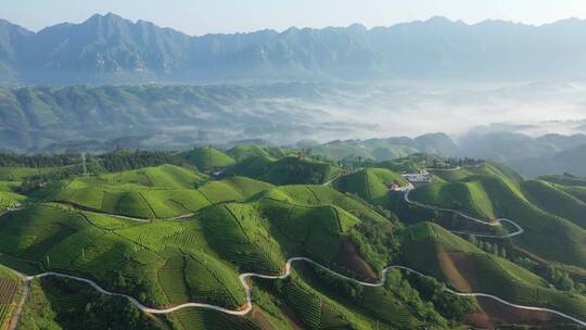 航拍恩施鹤峰走马木耳山茶谷生态田园茶园