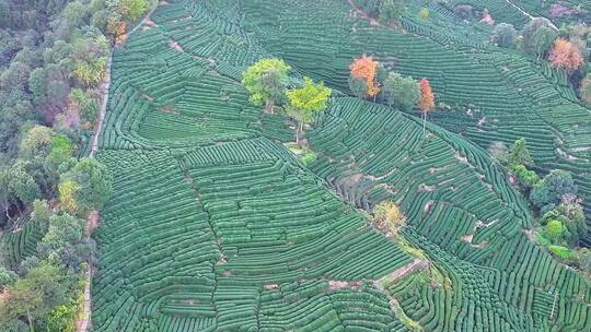 唯美杭州西湖龙井茶文化景区航拍茶园地茶叶