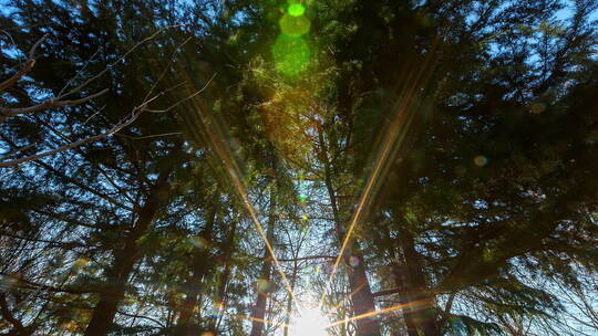 树林光影 树林逆光 光线透过树林视频素材