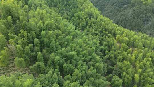 安徽皖南山区高山上的绿色竹林航拍