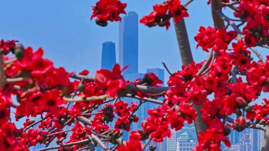 木棉花与城市高楼景观