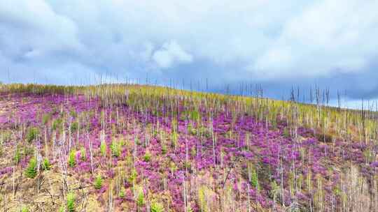 航拍大兴安岭春季山林杜鹃花海