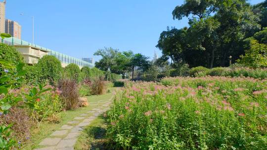 田间小路 花园 公园 花坛 醉蝶花视频素材模板下载