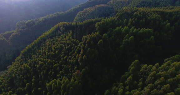 航拍大山风景森林林场早晨阳光美丽自然素材