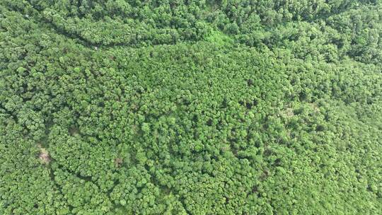 山林航拍森林山峰树林原始森林生态自然环境