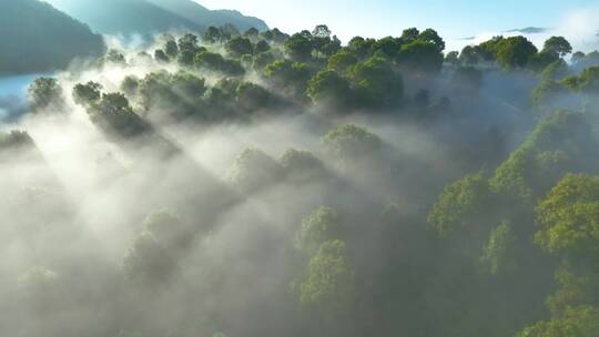 航拍茶山