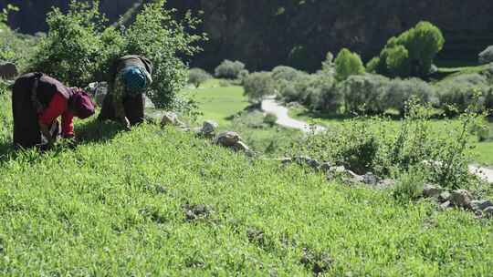 西藏山村农民耕作