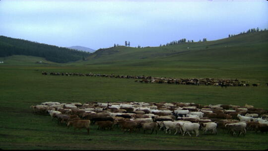 新疆草原哈萨克牧民牛羊成群