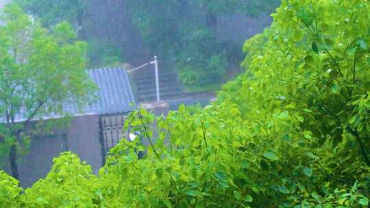 城市下暴雨下雨天雨水雨滴植物树叶子树木雨