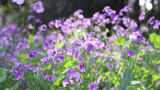 二月兰 花 春天