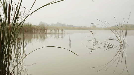 雾中的湖泊景观-芦苇茎反射