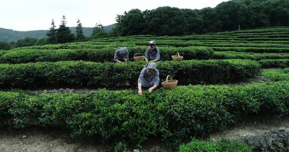 茶园 茶叶 茶 茶山 茶文化