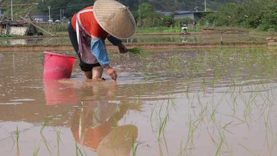 农民在水田中弯腰插秧的劳作画面