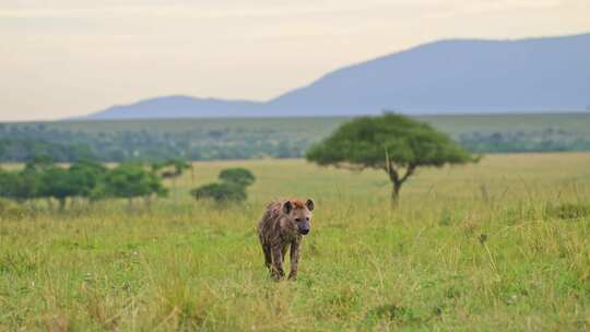 Maasai Mara，非洲，平原，肯尼