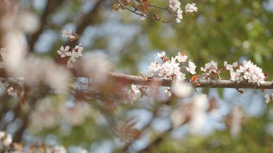 春天春暖花开白色花朵桃花樱花空镜