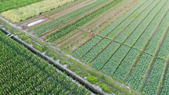 航拍中国大型蔬菜种植基地