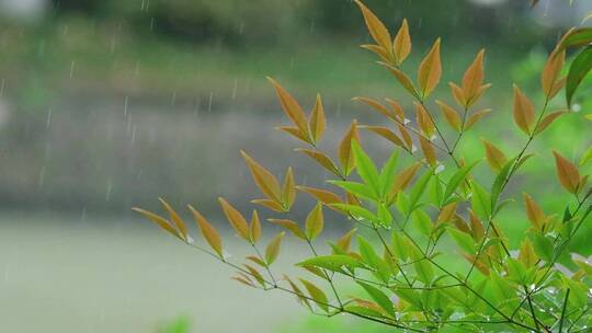 春天下雨春雨雨滴升格唯美空镜