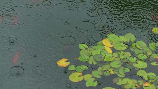 雨天空镜下雨水面雨滴