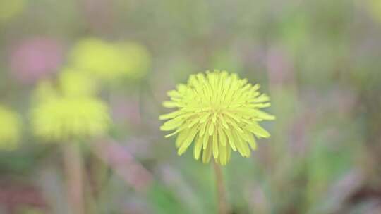 蒲公英 花开 春季