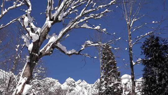 冬季积雪覆盖的树木视频素材模板下载