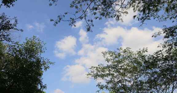 绿色植物 纯净的蓝天白云背景 空镜