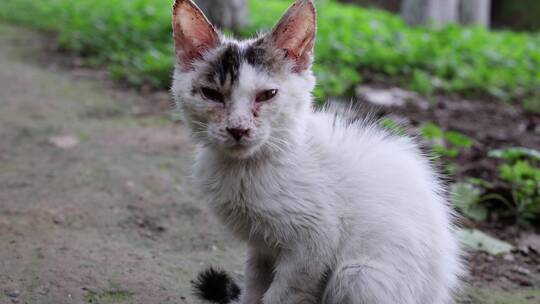 野外流浪猫