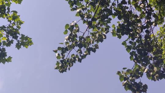 风吹树枝树叶植物实拍