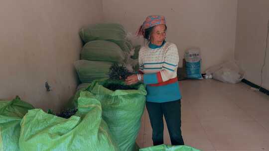 云南少数民族卖茶妇女