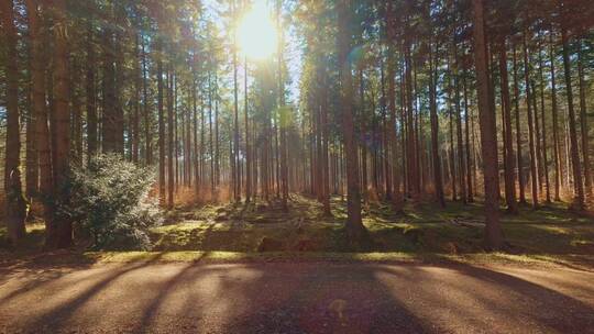 阳光下的树林自然风景天然氧吧光线光束光晕
