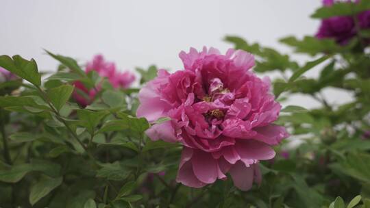 洛阳牡丹鲜花盛开生机勃勃绿叶鲜艳植物