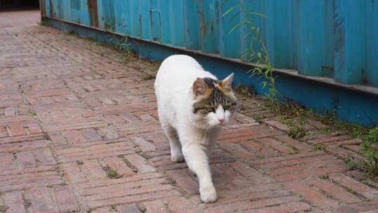 猫向你走来蹭人